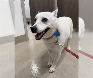 Australian Kelpie Dogs for adoption in Baytown, TX, USA
