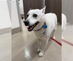 LADY - Female Australian Kelpie Dog for Adoption - Small photo