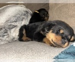 Small #1 Rottweiler