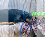 Small #2 Doberman Pinscher