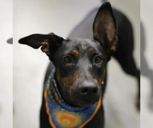 Doberman Pinscher-Unknown Mix Dogs for adoption in San Antonio, TX, USA