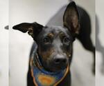 EBONY - Female Doberman Pinscher-Unknown Mix Dog for Adoption - Small photo