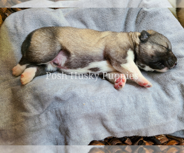 Medium Photo #2 Siberian Husky Puppy For Sale in SAINT JOSEPH, MN, USA