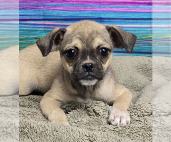 Medium Photo #2 Chug Puppy For Sale in Lakewood, CO, USA