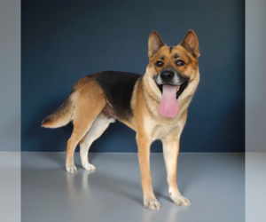 ROCKY - Male German Shepherd Dog Dog for Adoption - Photo #2