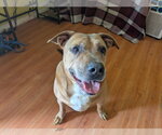 Small #1 American Staffordshire Terrier-Black Mouth Cur Mix