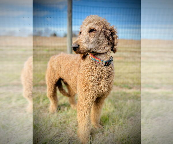 Medium Photo #3 Poodle (Standard) Puppy For Sale in Pacolet, SC, USA