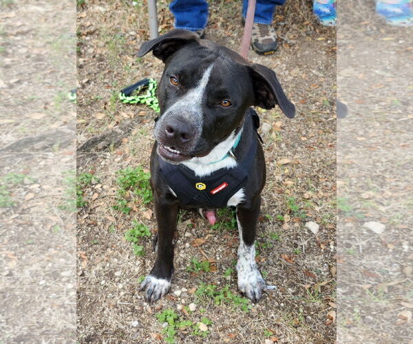 Medium Photo #1 Mutt Puppy For Sale in Bandera, TX, USA