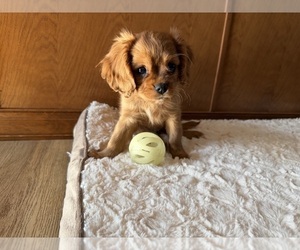 Cavalier King Charles Spaniel Puppy for sale in KANSAS CITY, MO, USA