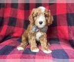Small #4 Cavapoo