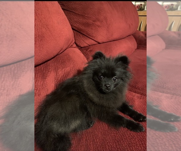 Medium Photo #1 Pomeranian Puppy For Sale in LAKE CITY, SC, USA
