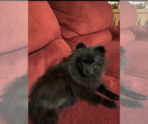 Father of the Pomeranian puppies born on 08/23/2026