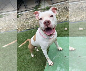 American Bulldog-Unknown Mix Dogs for adoption in Calhoun, GA, USA