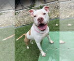 Small American Bulldog Mix