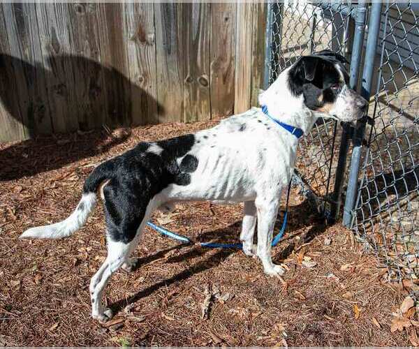 Medium Photo #5 Boxer-Unknown Mix Puppy For Sale in Kennesaw, GA, USA