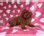 Small #1 Goldendoodle (Miniature)