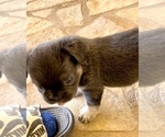 Small #12 French Bulldog