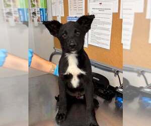 Labrador Retriever-Unknown Mix Dogs for adoption in Bolivar, MO, USA