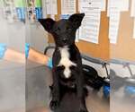 Tenor - Male Labrador Retriever-Unknown Mix Dog for Adoption - Small photo