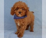 Small Photo #1 Cavapoo Puppy For Sale in MILLERSBURG, OH, USA