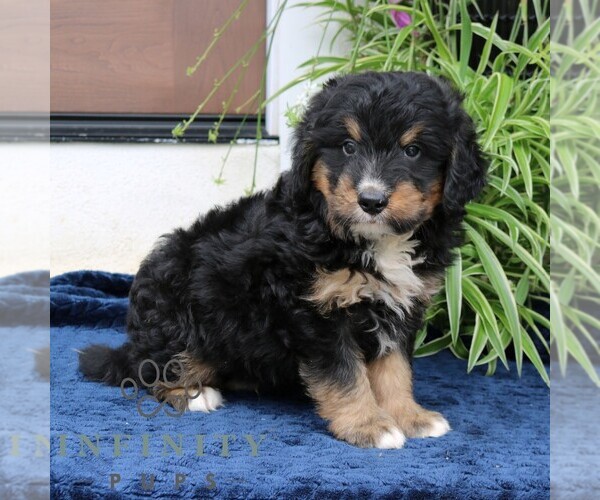 Medium Photo #3 Bernedoodle (Miniature) Puppy For Sale in NARVON, PA, USA