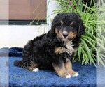 Small #2 Bernedoodle (Miniature)