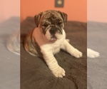 Small Photo #6 Bulldog Puppy For Sale in LIBERTY, MO, USA
