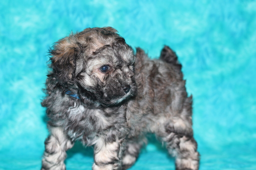 Medium Photo #3 Poodle (Toy) Puppy For Sale in GRAY, LA, USA