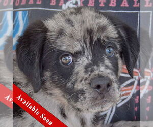 Australian Shepherd-Catahoula Leopard Dog Mix Dogs for adoption in Huntley, IL, USA