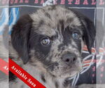 Small Australian Shepherd-Catahoula Leopard Dog Mix