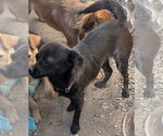 Small #1 Chihuahua Mix