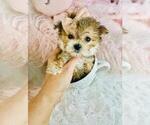 Small #3 Morkie