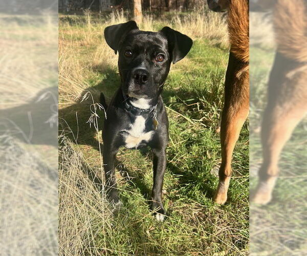 Medium Photo #10 Labrador Retriever Puppy For Sale in Sandy, UT, USA