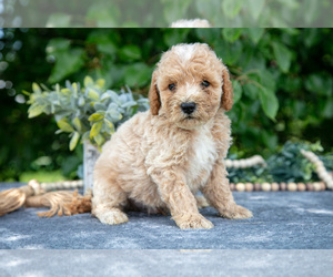Medium Poodle (Miniature)