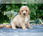 Puppy Wyatt Poodle (Miniature)