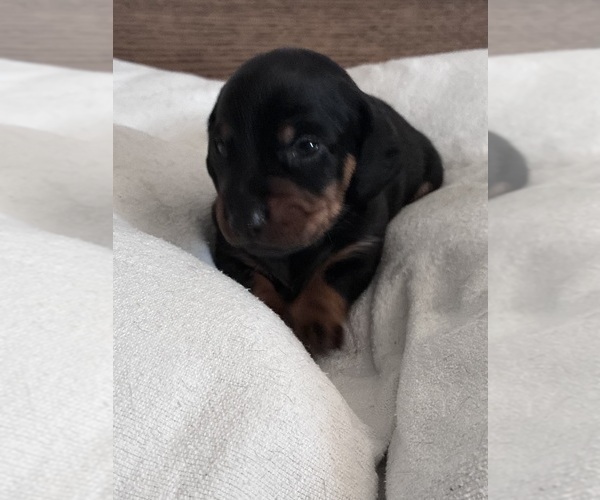 Medium Photo #3 Dachshund Puppy For Sale in SOUTHINGTON, OH, USA