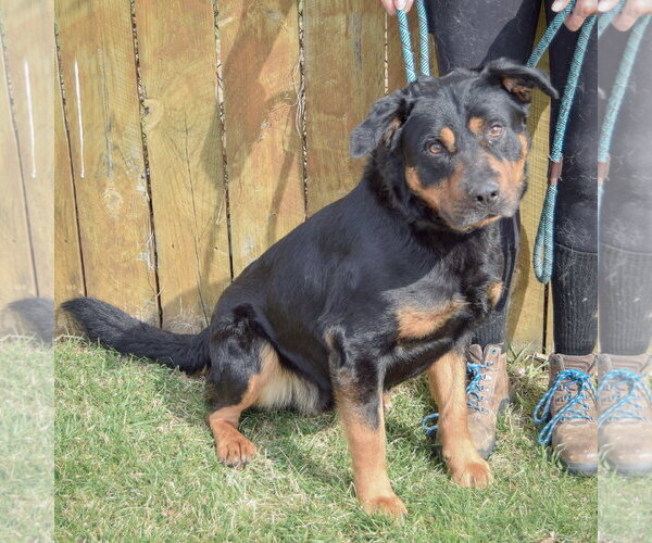 Medium Photo #4 Rottweiler Puppy For Sale in Huntley, IL, USA