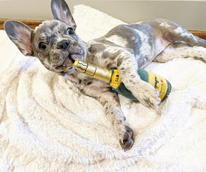 French Bulldog Puppy for sale in HOUSTON, TX, USA