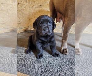 Labrador Retriever Puppy for sale in DUNN, NC, USA
