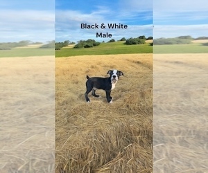 Boston Terrier Puppy for sale in EWING, KY, USA