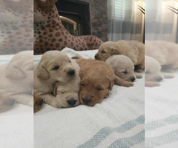 Medium Photo #4 Golden Retriever Puppy For Sale in SACRAMENTO, CA, USA