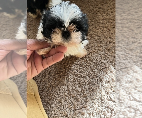 Medium Photo #5 Shih Tzu Puppy For Sale in DOUGLASVILLE, GA, USA