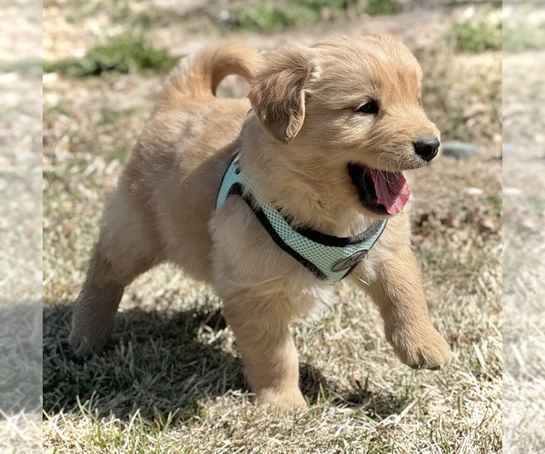 Medium Photo #7 Golden Retriever Puppy For Sale in COLORADO SPRINGS, CO, USA