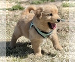 Small Photo #7 Golden Retriever Puppy For Sale in COLORADO SPRINGS, CO, USA