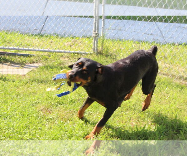 Medium Photo #6 Rottweiler Puppy For Sale in White Hall, AR, USA