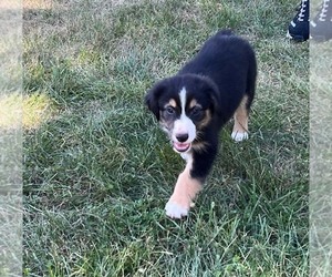 Miniature Australian Shepherd Puppy for sale in WENTZVILLE, MO, USA