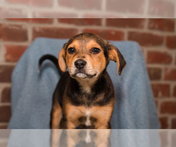 Medium Photo #3 Jack Russell Terrier-Unknown Mix Puppy For Sale in St. Louis Park, MN, USA