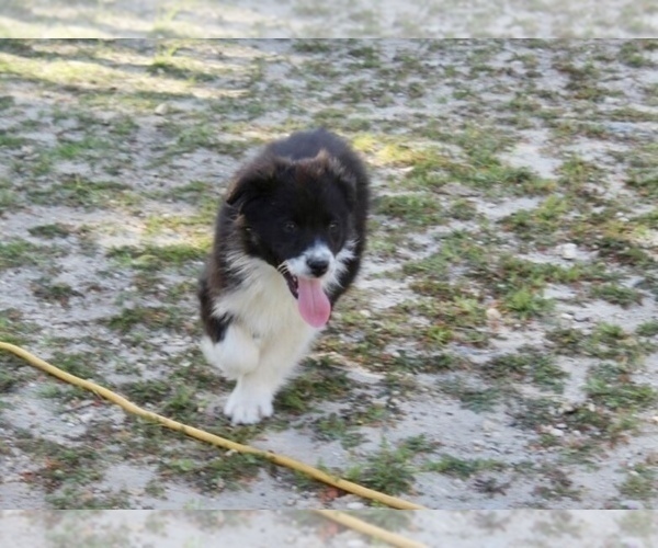Medium Photo #14 Australian Shepherd Puppy For Sale in ACTON, CA, USA