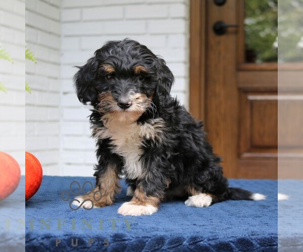 Medium Photo #4 Bernedoodle (Miniature) Puppy For Sale in NARVON, PA, USA
