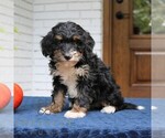 Phoebe - Female Bernedoodle (Miniature) Puppy for Sale - Photo #4